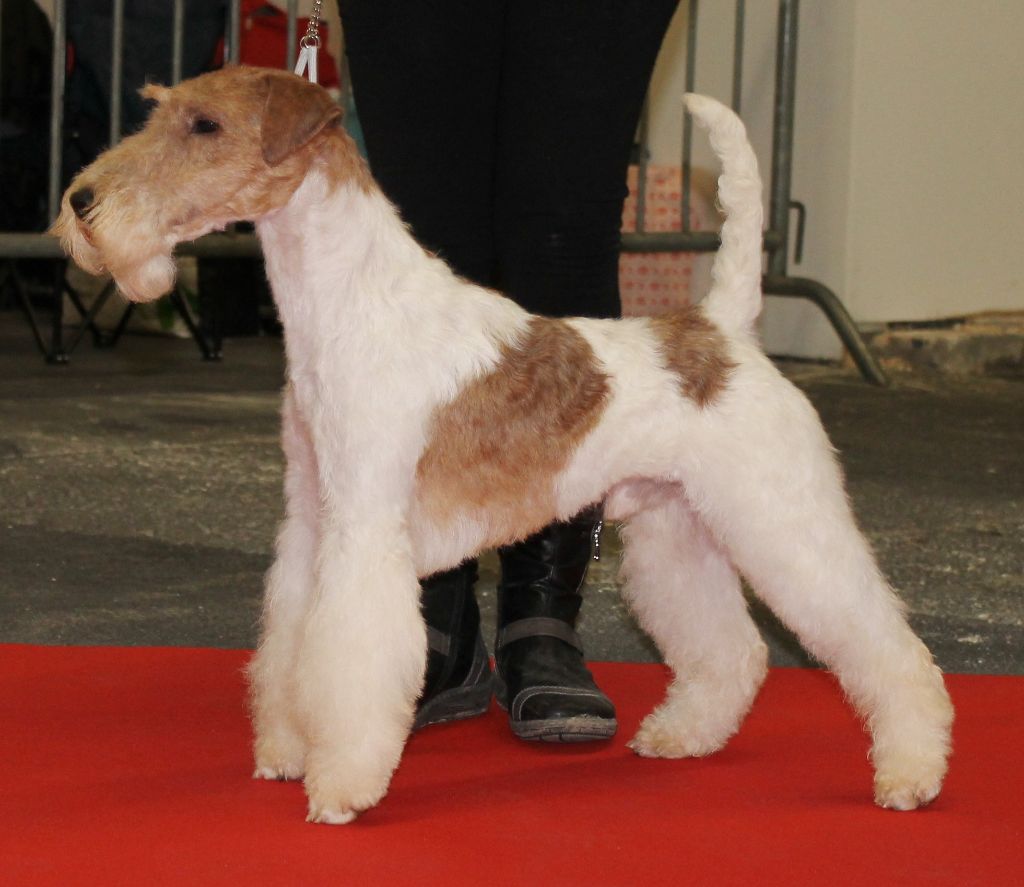de Vallauris des astucieux - Bordeaux 14/01/2018 Exposition Canine Internationale