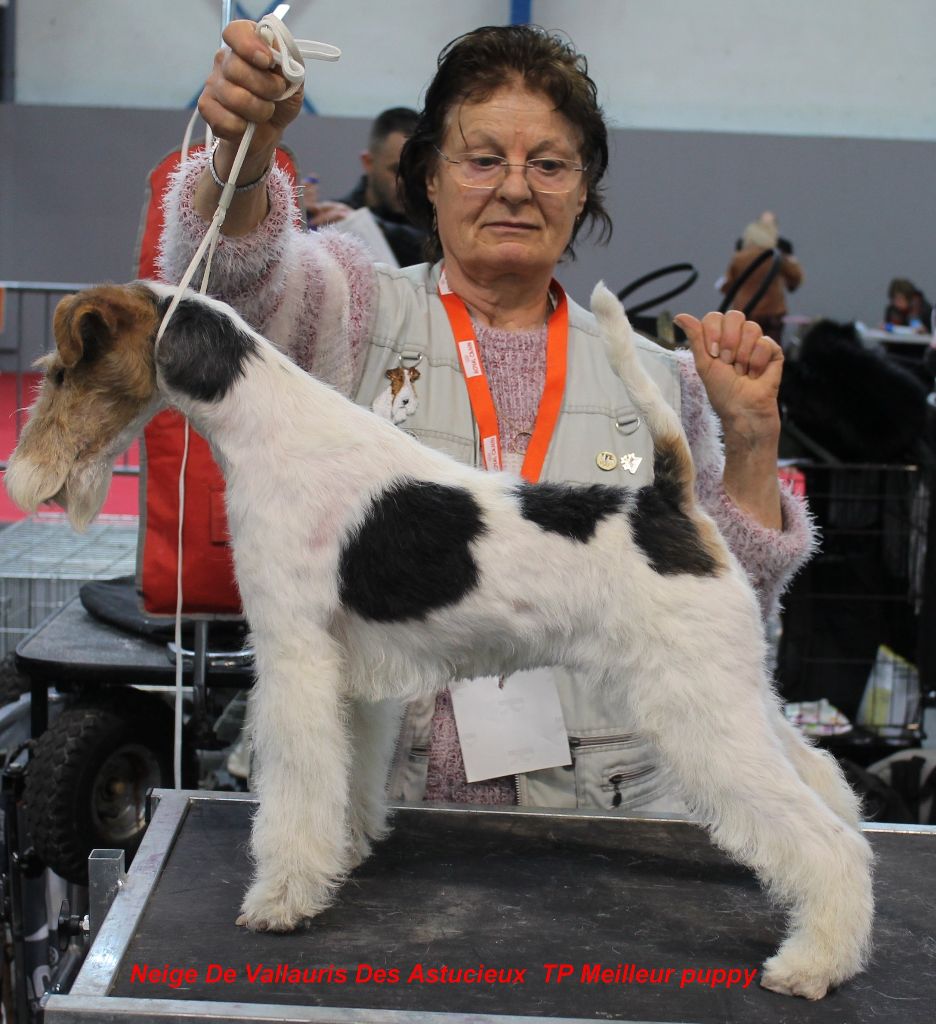 de Vallauris des astucieux - Toulouse Exposition canine internationale