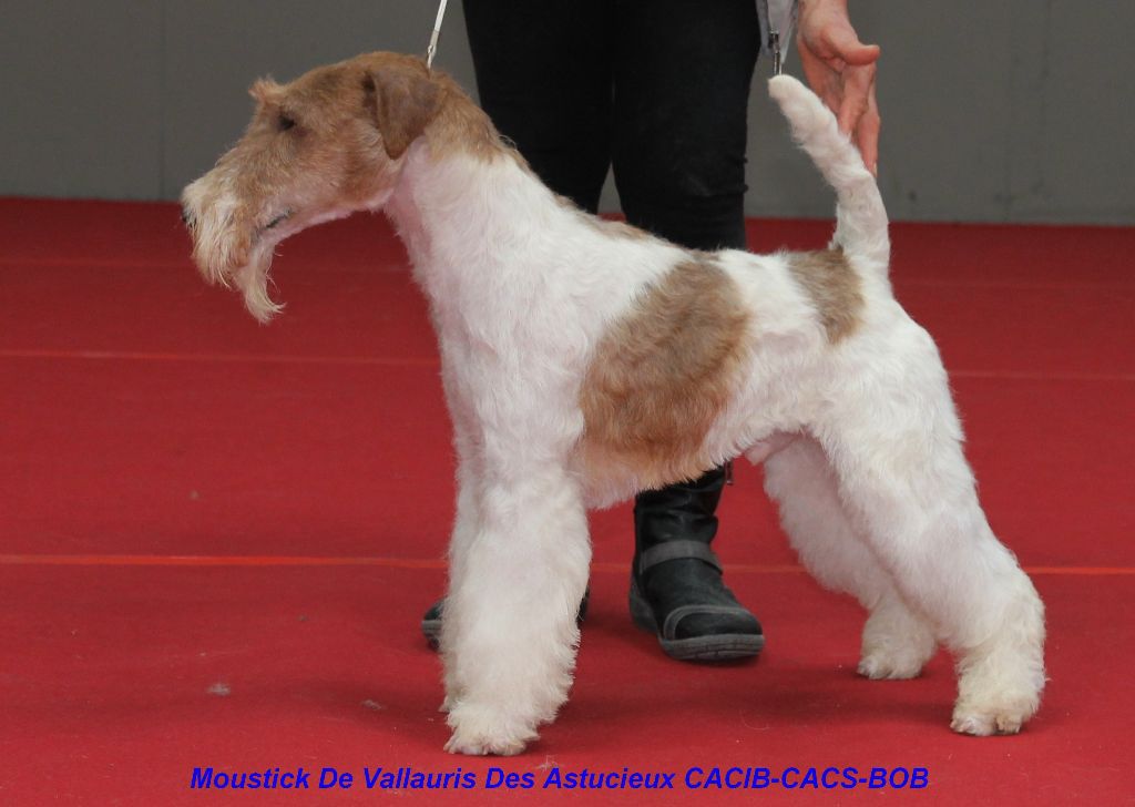 de Vallauris des astucieux - Toulouse Exposition canine internationale