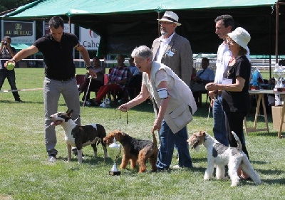 de Vallauris des astucieux - Exposition Canine Nationale Cahors 04/08/2013