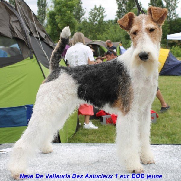 de Vallauris des astucieux - Exposition canine nationale, Balma 10/06/2018