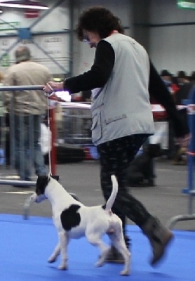 de Vallauris des astucieux - Exposition canine Internationale Toulouse  23/02/2013