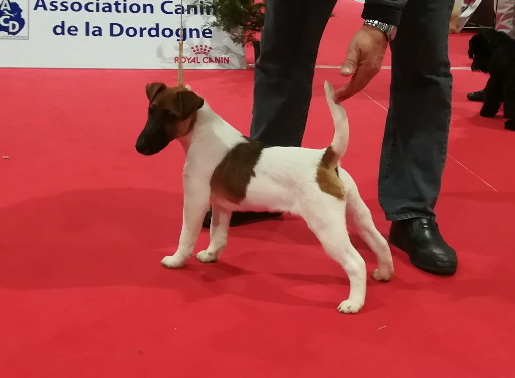 de Vallauris des astucieux - Exposition Canine Internationale Périgueux 09/03/19