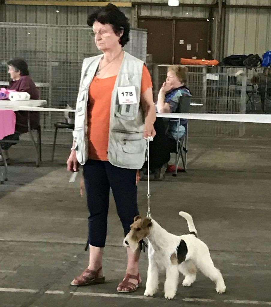 de Vallauris des astucieux - Marmande Exposition canine internationnale spéciale Fox-terriers