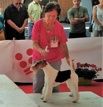 de Vallauris des astucieux - Exposition canine nationale, Brive 12/08/2018
