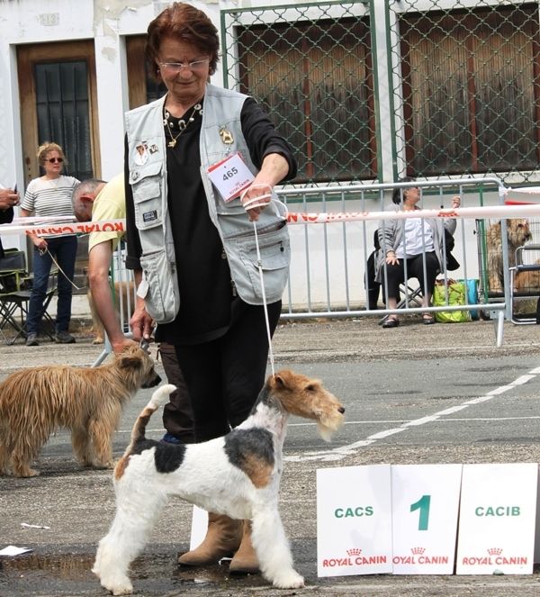 de Vallauris des astucieux - Exposition Canine Internationale Marmande 25/05/2014/2014