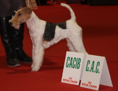 de Vallauris des astucieux - Exposition canine Internationale Perigueux 10/03//2013