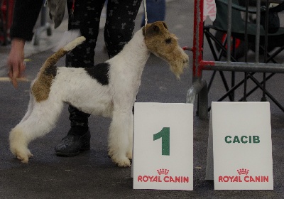 de Vallauris des astucieux - Exposition canine Internationale Toulouse