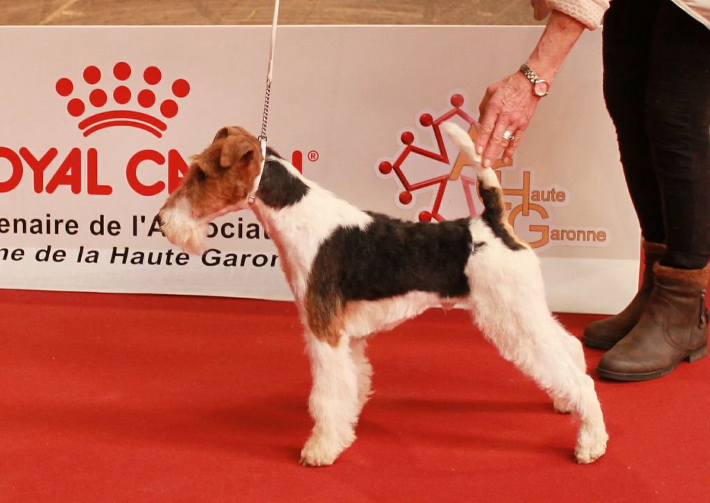 de Vallauris des astucieux - Exposition Canine Internationale Toulouse 22 / 02 / 2020