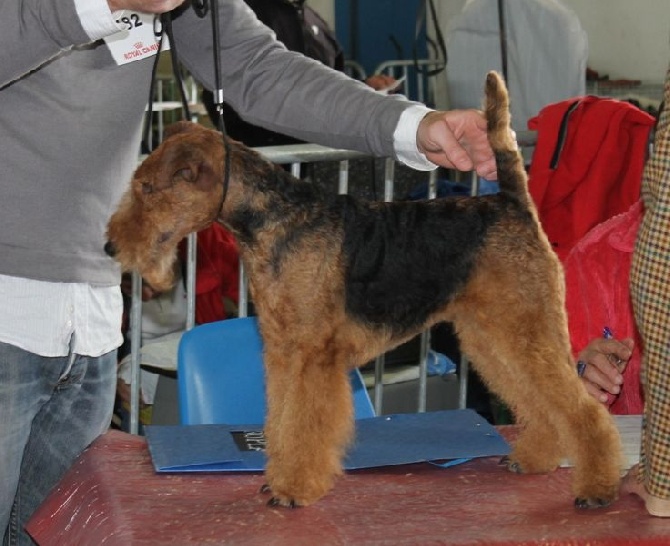 de Vallauris des astucieux - Exposition Canine Internationale Marmande 25/05/2014