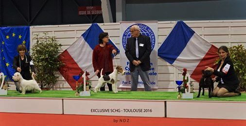 de Vallauris des astucieux - Exposition Canine Internationale Toulouse 27/02/2016