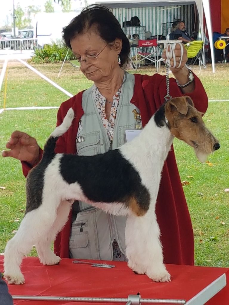 de Vallauris des astucieux - Brive 11/08/2019 exposition canine internationale Speciale Fox-terrie