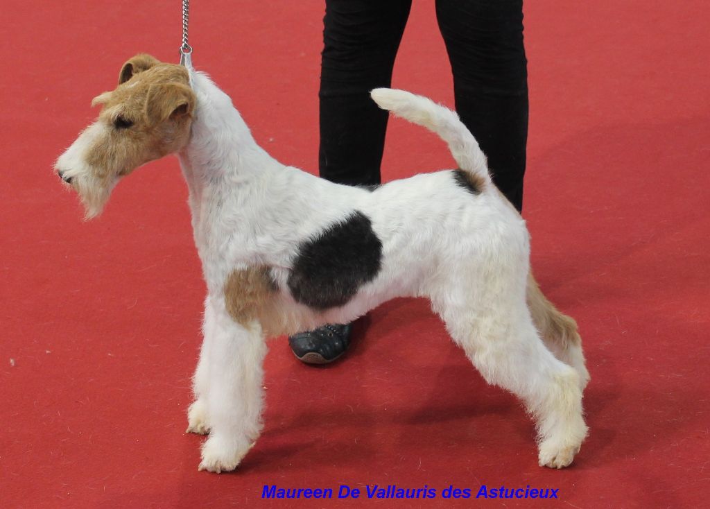de Vallauris des astucieux - Toulouse 24/02/19 Exposition canine internationale 