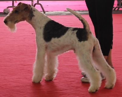 de Vallauris des astucieux - Exposition Canine Internationale Brive 11/08/2013