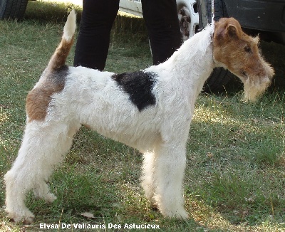 de Vallauris des astucieux - Nationale d'elevage Fox-terriers Sully/ loire 03/09 2011