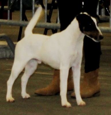 de Vallauris des astucieux - Exposition Canine Internationale Bordeaux 19/01/2014
