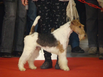 de Vallauris des astucieux - Exposition canine Internationale Agen 15/04/2012