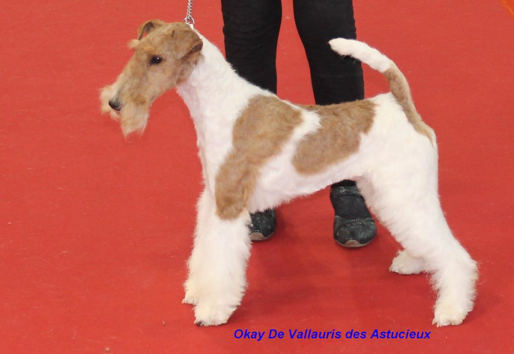 de Vallauris des astucieux - Toulouse 24/02/19 Exposition canine internationale