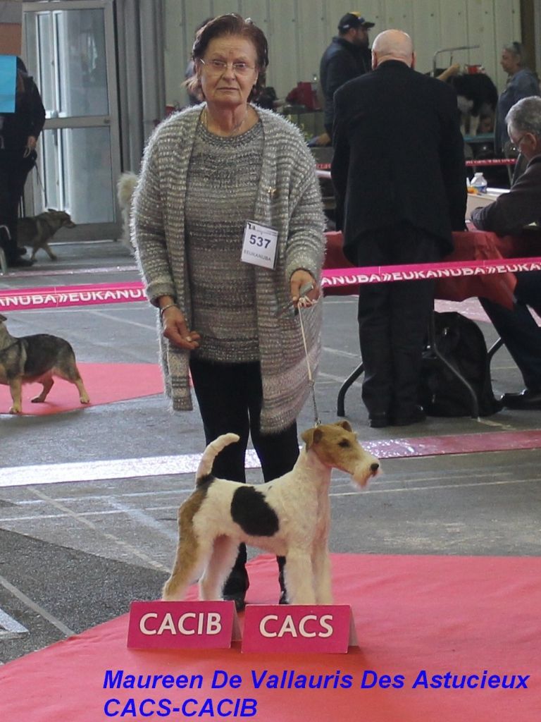 de Vallauris des astucieux - Tarbes 18/11/2018 exposition Canine internationale 