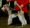  - 77 th Internationale Dog Show Luxembourg