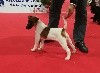  - Exposition Canine Internationale Périgueux 09/03/19