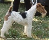  - Nationale d'elevage Fox-terriers Sully/ loire 03/09 2011