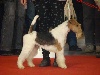  - Exposition canine Internationale Agen 15/04/2012