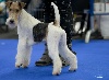  - Exposition canine Internationale Toulouse  23/02/2013
