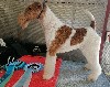  - Exposition Canine Nationale Monclarc de Quercy 21/04-24