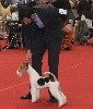  - Exposition Canine Internationale Toulouse 2017