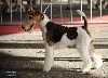  - Exposition canine Internationale Brive 12/08/2012