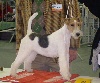  - Exposition canine Internationale Agen 15/04/2012