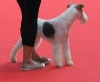  - Exposition Canine Internationale Brive17/08/2014