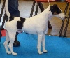  - Sully/Loire : Nationale d'Elevage fox-terrier 29/09/2012