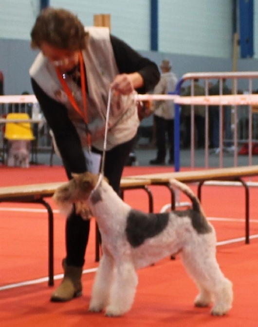 de Vallauris des astucieux - Exposition Canine Internationale Toulouse 21/03/2015