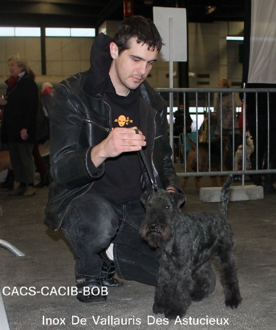 de Vallauris des astucieux - Exposition Canine Internationale Bordeaux 18/01/2015