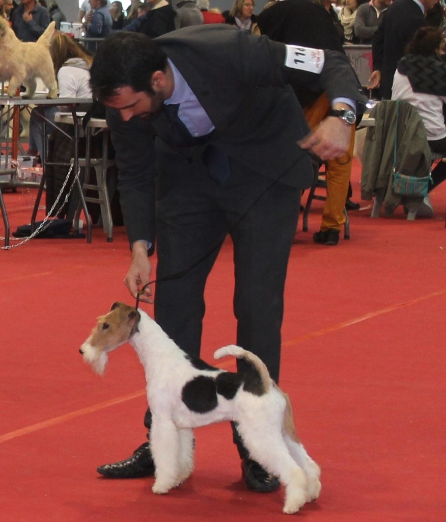 de Vallauris des astucieux - Exposition Canine Internationale Toulouse 2017