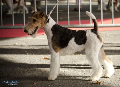 de Vallauris des astucieux - Exposition canine Internationale Brive 12/08/2012