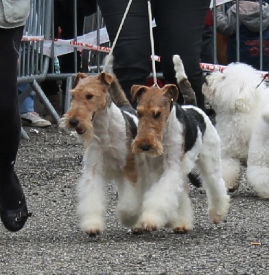 de Vallauris des astucieux - Exposition canine nationale Montauban 28/04/2013