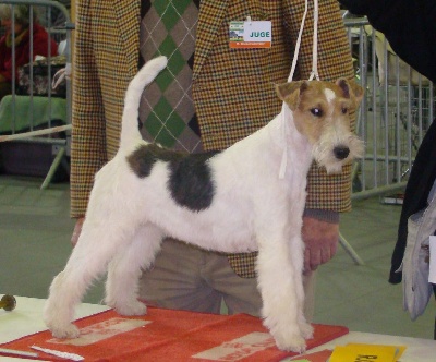 de Vallauris des astucieux - Exposition canine Internationale Agen 15/04/2012