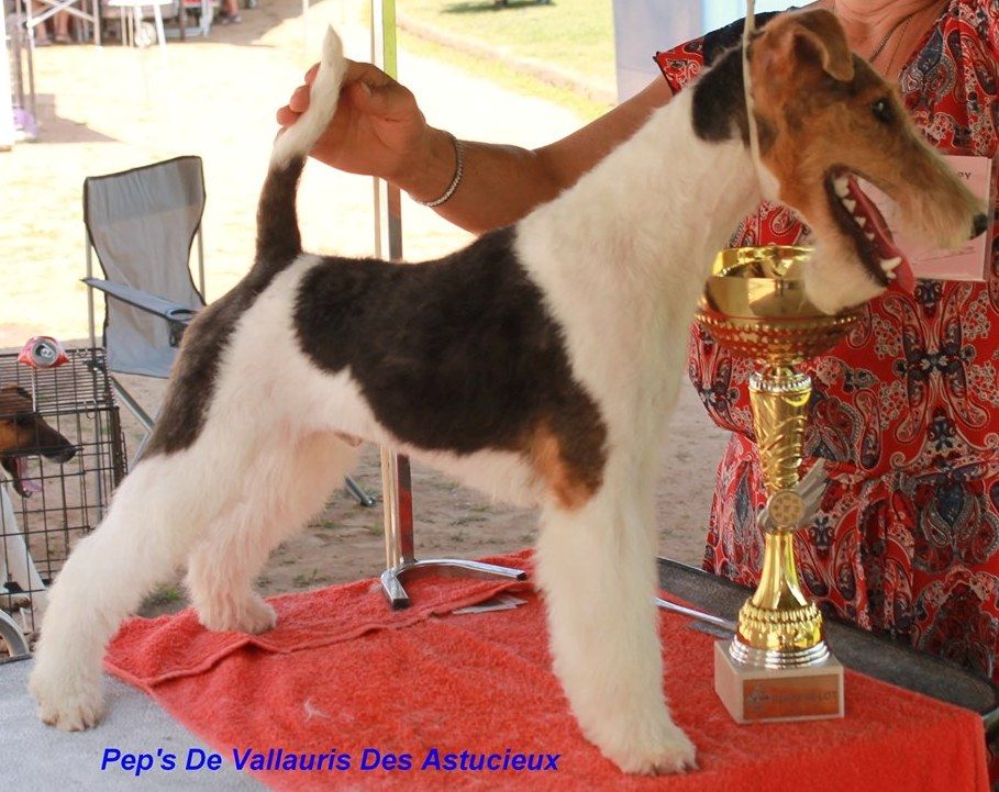de Vallauris des astucieux - Cahors exposition canine nationale 04/08/2019