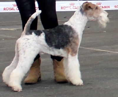 de Vallauris des astucieux - Exposition Canine Internationale Bordeaux 19/01/2014
