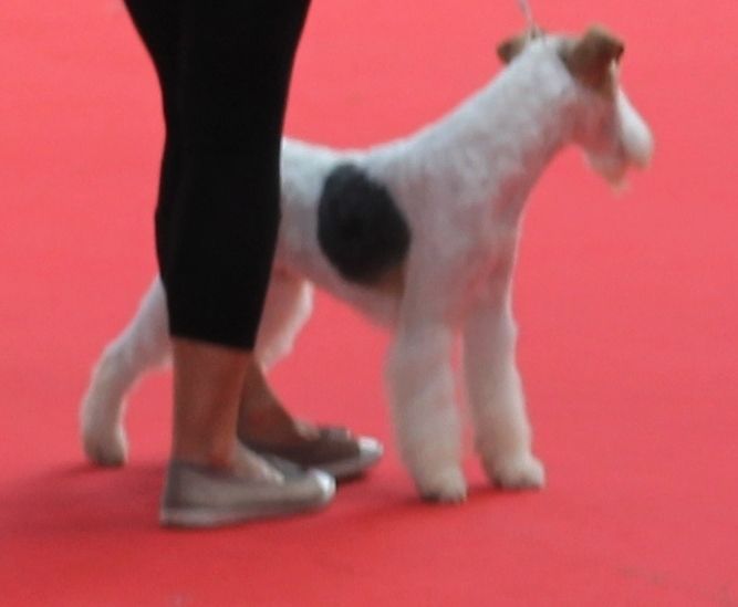 de Vallauris des astucieux - Exposition Canine Internationale Brive17/08/2014
