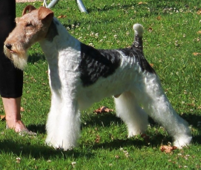 de Vallauris des astucieux - Exposition Canine Internationale Brive17/08/2014