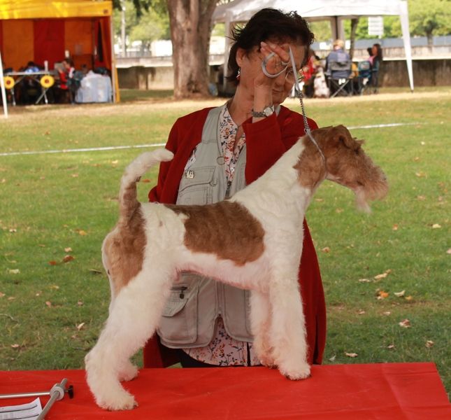 de Vallauris des astucieux - Brive 11/08/2019 exposition canine internationale Speciale Fox-terrie 