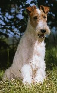 de Vallauris des astucieux - Speciale Sud   Fox Terrier