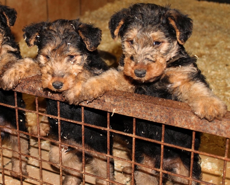 de Vallauris des astucieux - Welsh Terrier - Portée née le 18/09/2011