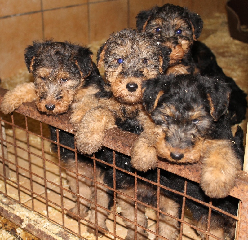 de Vallauris des astucieux - Welsh Terrier - Portée née le 13/09/2011