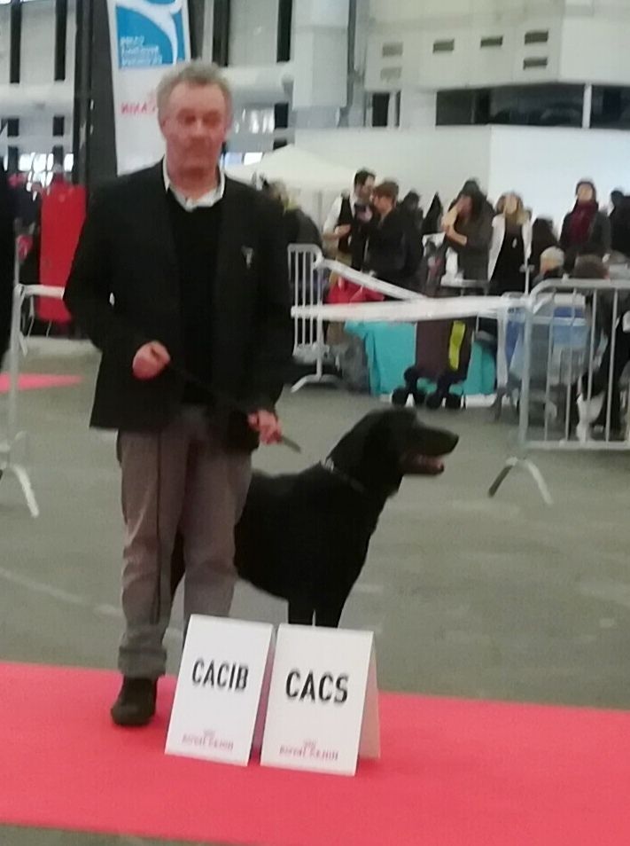 Bordeaux 14/01/2018 Exposition Canine Internationale