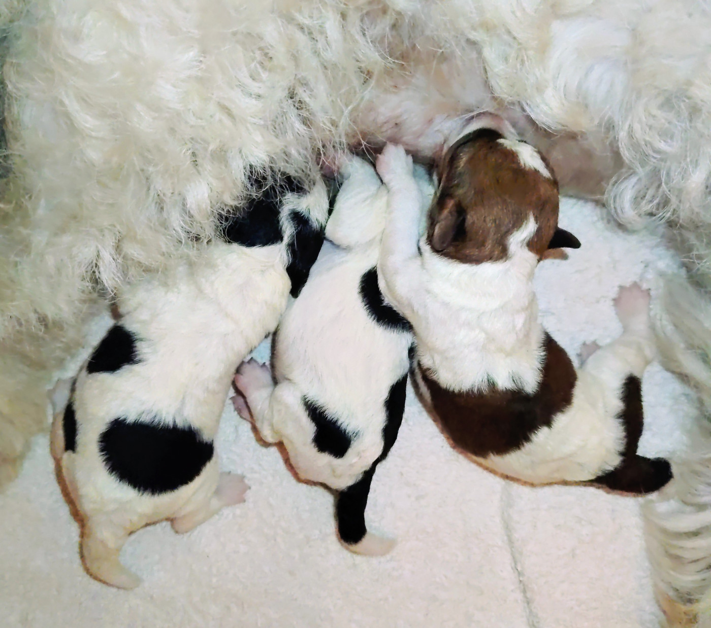 de Vallauris des astucieux - Fox Terrier Poil Dur - Portée née le 24/07/2026